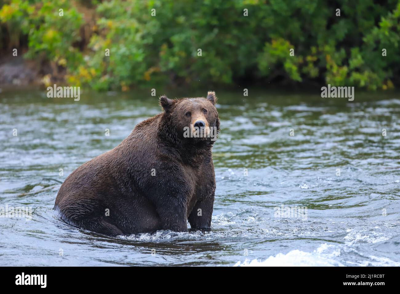 Large Alaskan Brown bear sitting in the Brooks River in Katmai National Park, Alaska Stock Photo
