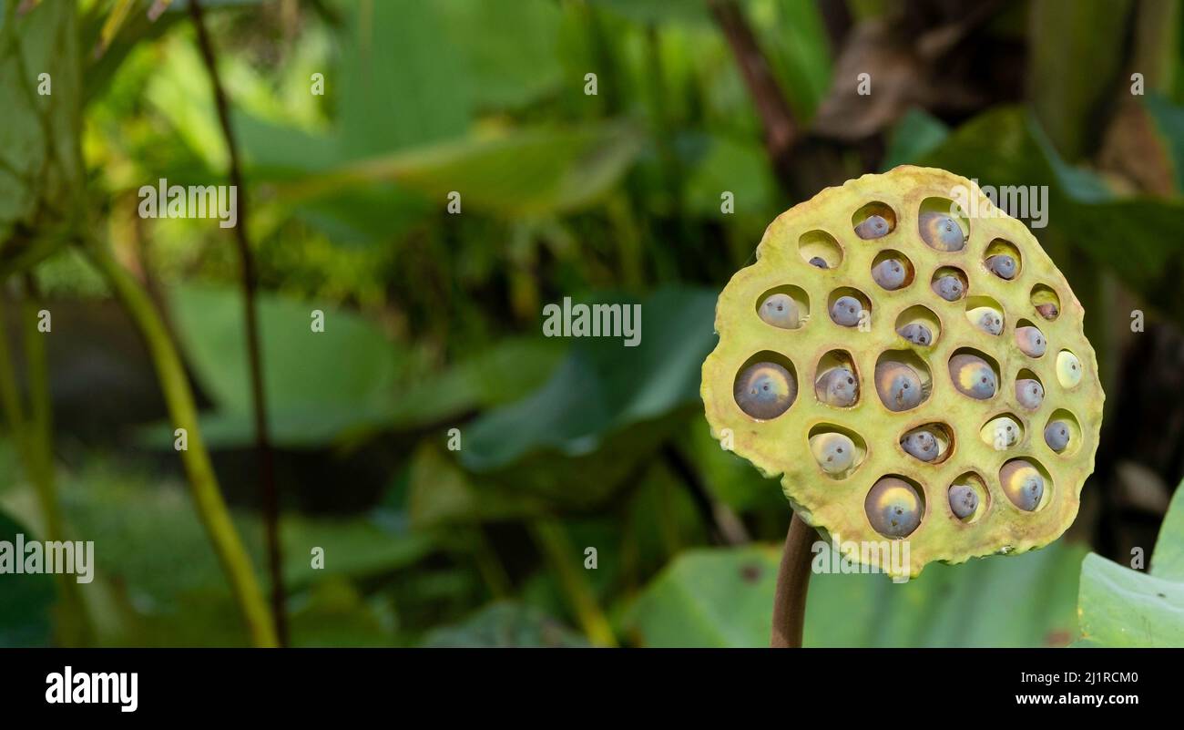 Close up of lotus seed pod with blurred background of green lotus pads floating in pond Stock Photo
