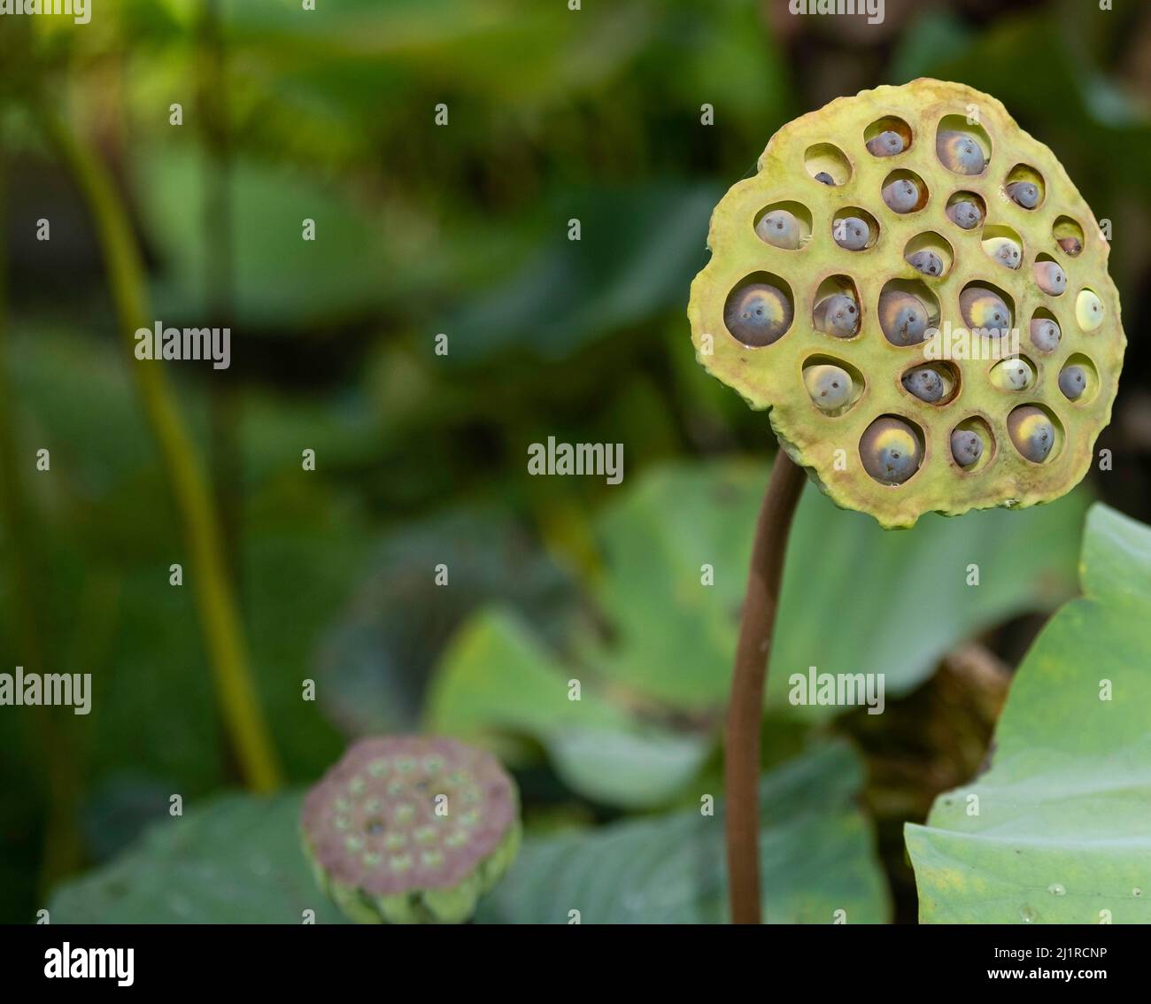 Close up of lotus seed pods with blurred background of another pod and green lotus pads floating in pond Stock Photo