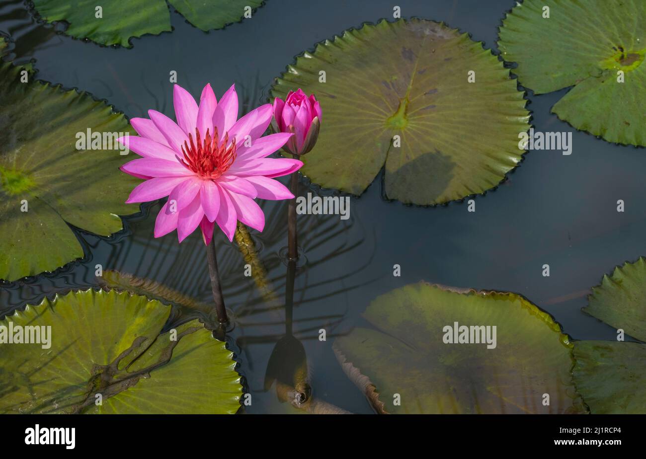 Two pink lotus flowers, one blooming and one closed bud, floating with lily pads in pond background Stock Photo