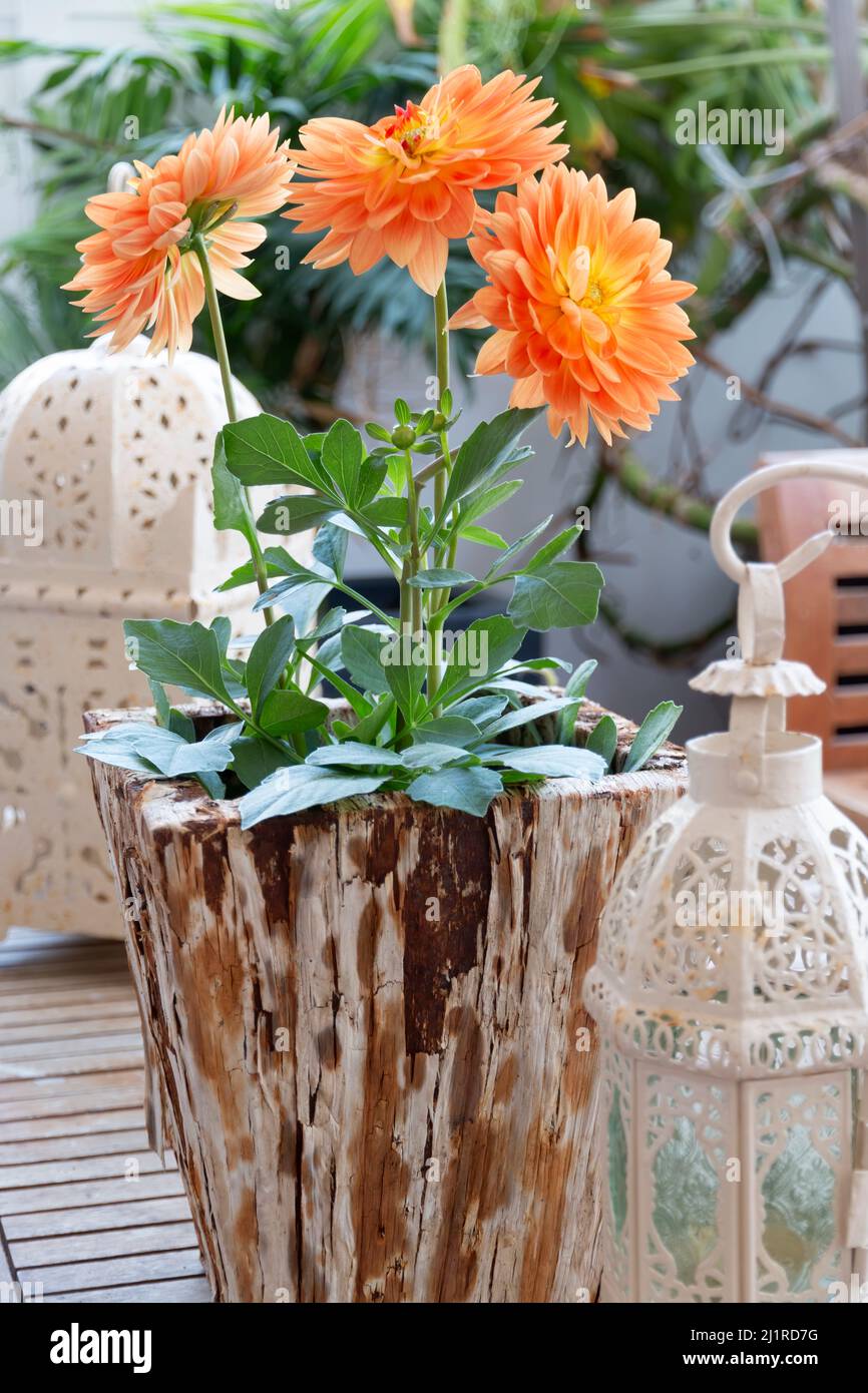 Garden decor. Home decor. Pot with dahlia flowers Stock Photo