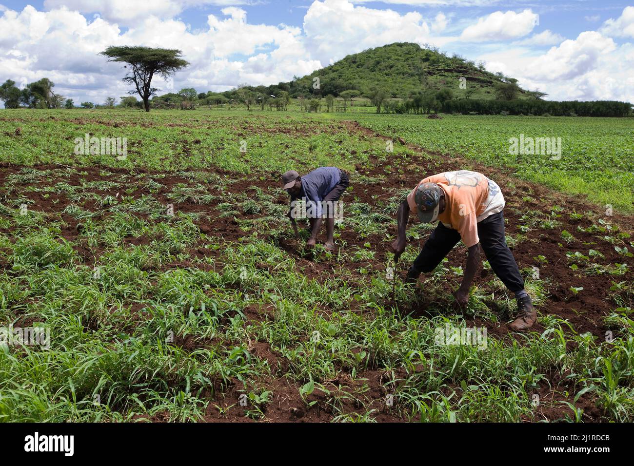 Farmers working on their land, Meru, Kenya Stock Photo