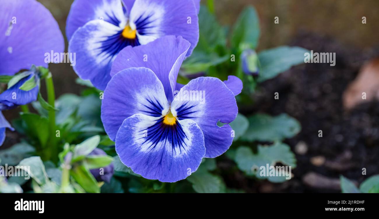 close up of a beautiful winter blue flowering Pansy Stock Photo