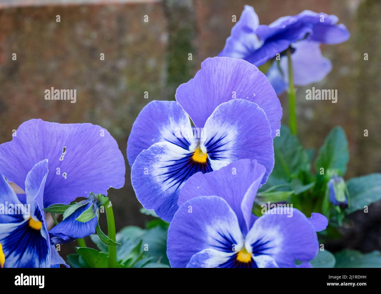 close up of a beautiful winter blue flowering Pansy Stock Photo