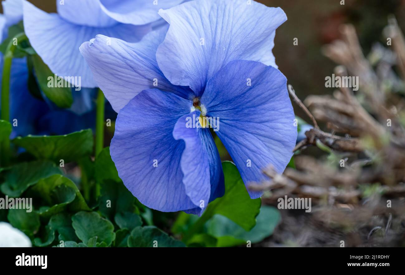 close up of a beautiful winter blue flowering Pansy Stock Photo