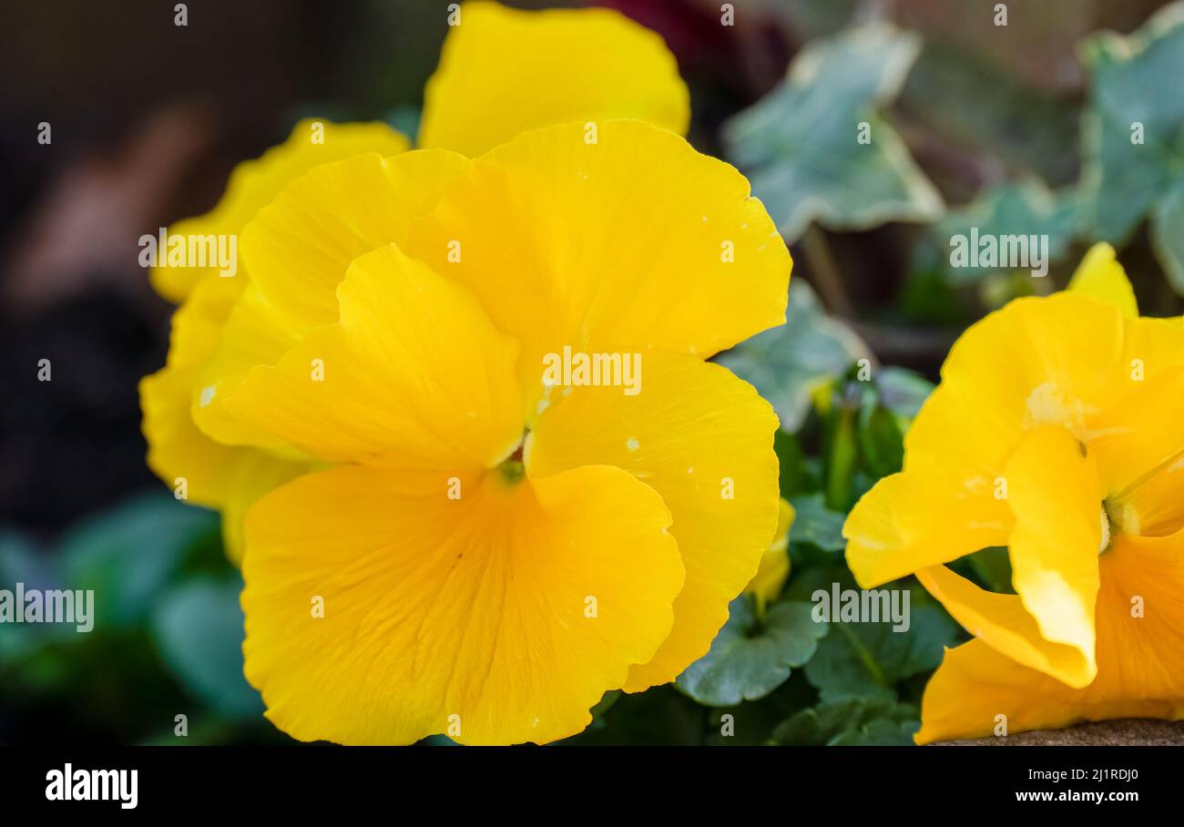 close up of a beautiful winter yellow flowering Pansy Stock Photo