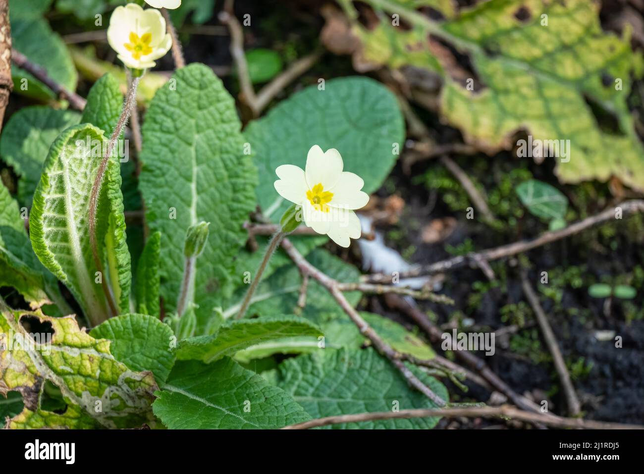 wild primrose flowers (Primula vulgaris), signs of spring Stock Photo