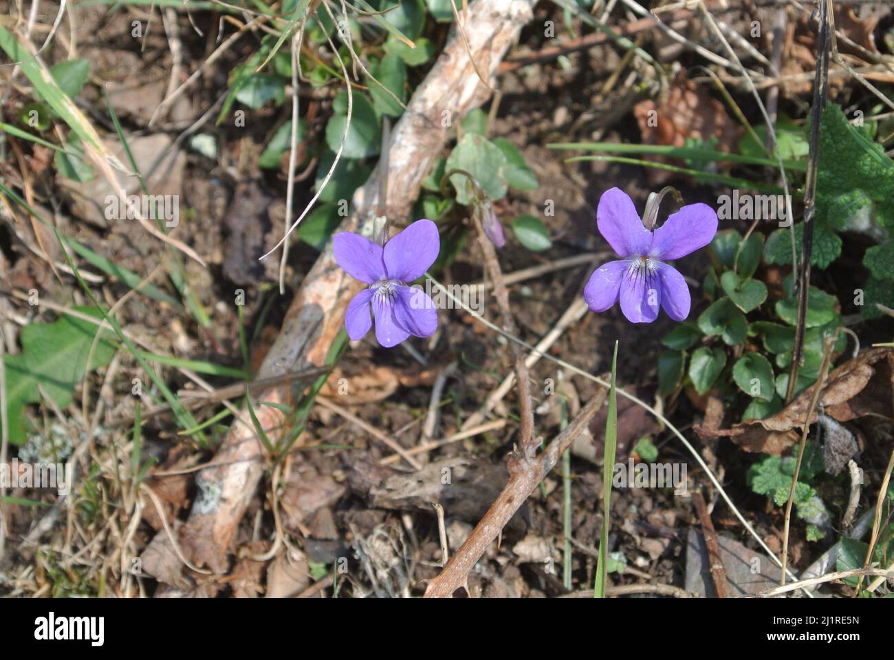 Common dog-violet, Viola riviniana, in Dartmoor National Park, Devon, England, UK. Stock Photo