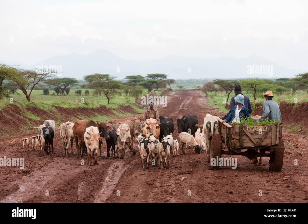 Cattle and ox-carts on the move. This main road on the outskirts of Meru, Kenya, has become impassable to cars after heavy rain. Stock Photo