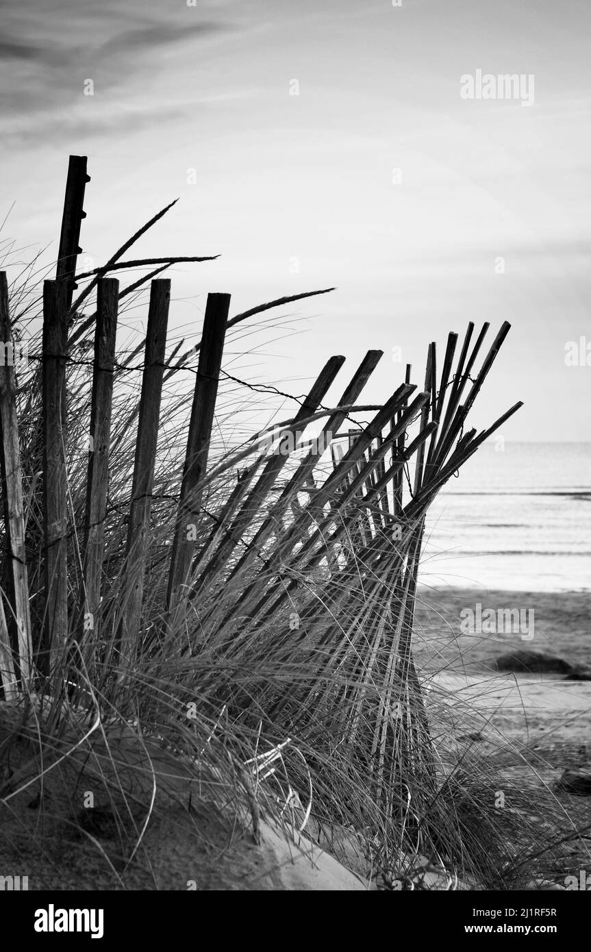 Fencing wooden slates adds protection to beach erosion Stock Photo