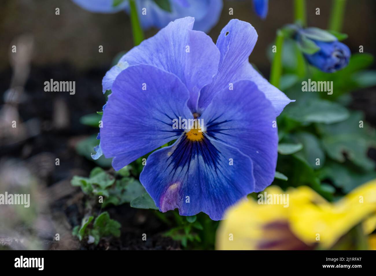 close up of a beautiful winter blue flowering Pansy Stock Photo