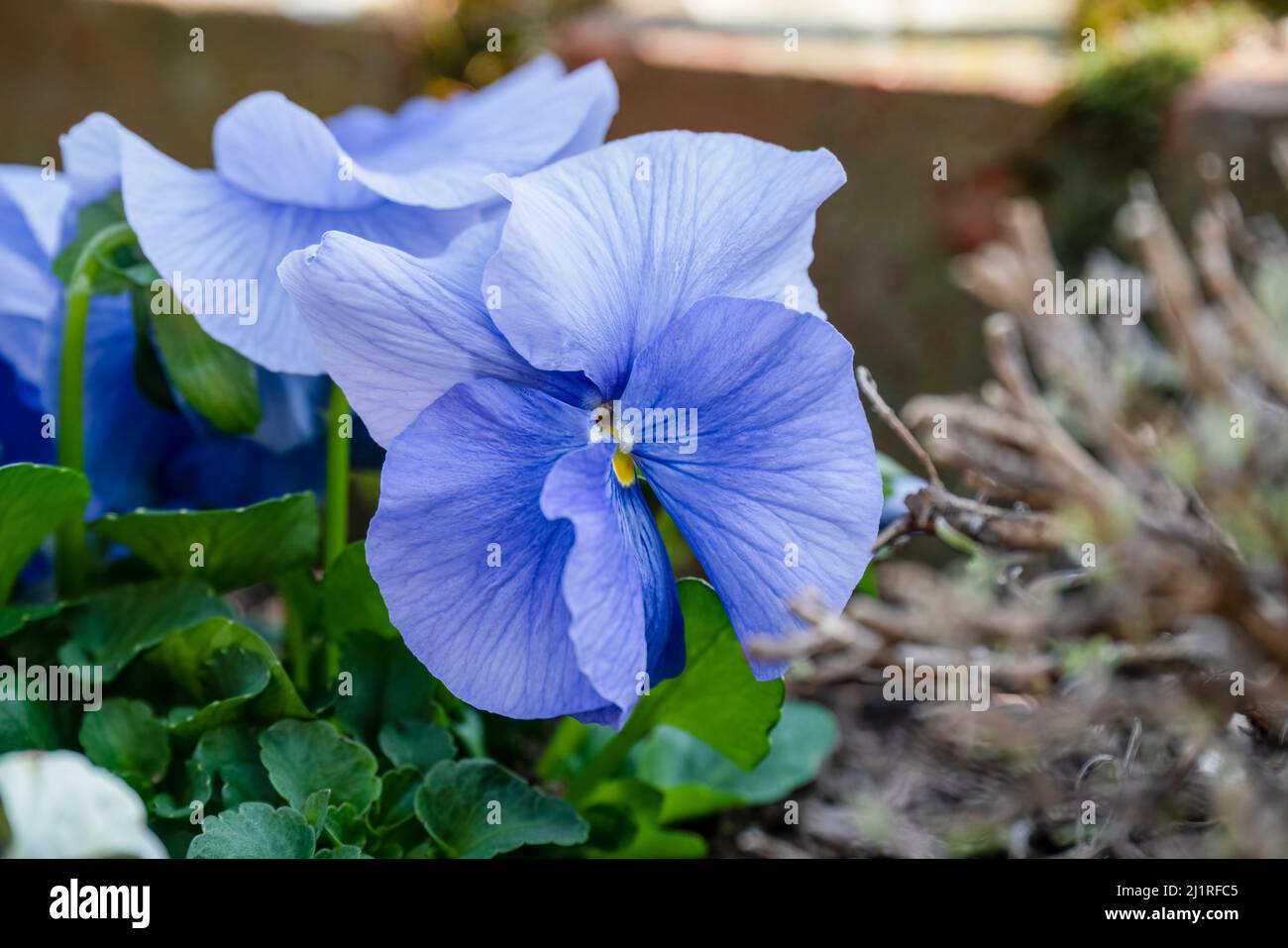 close up of a beautiful winter blue flowering Pansy Stock Photo