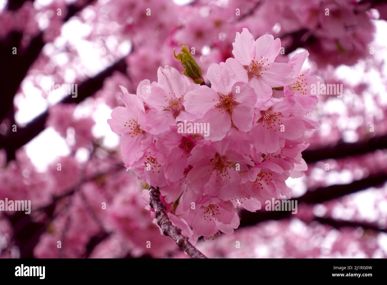 Cherry blossoms bloom in the spring season in Japan. Japanese sakura flowers. Background and blog materials. Stock Photo