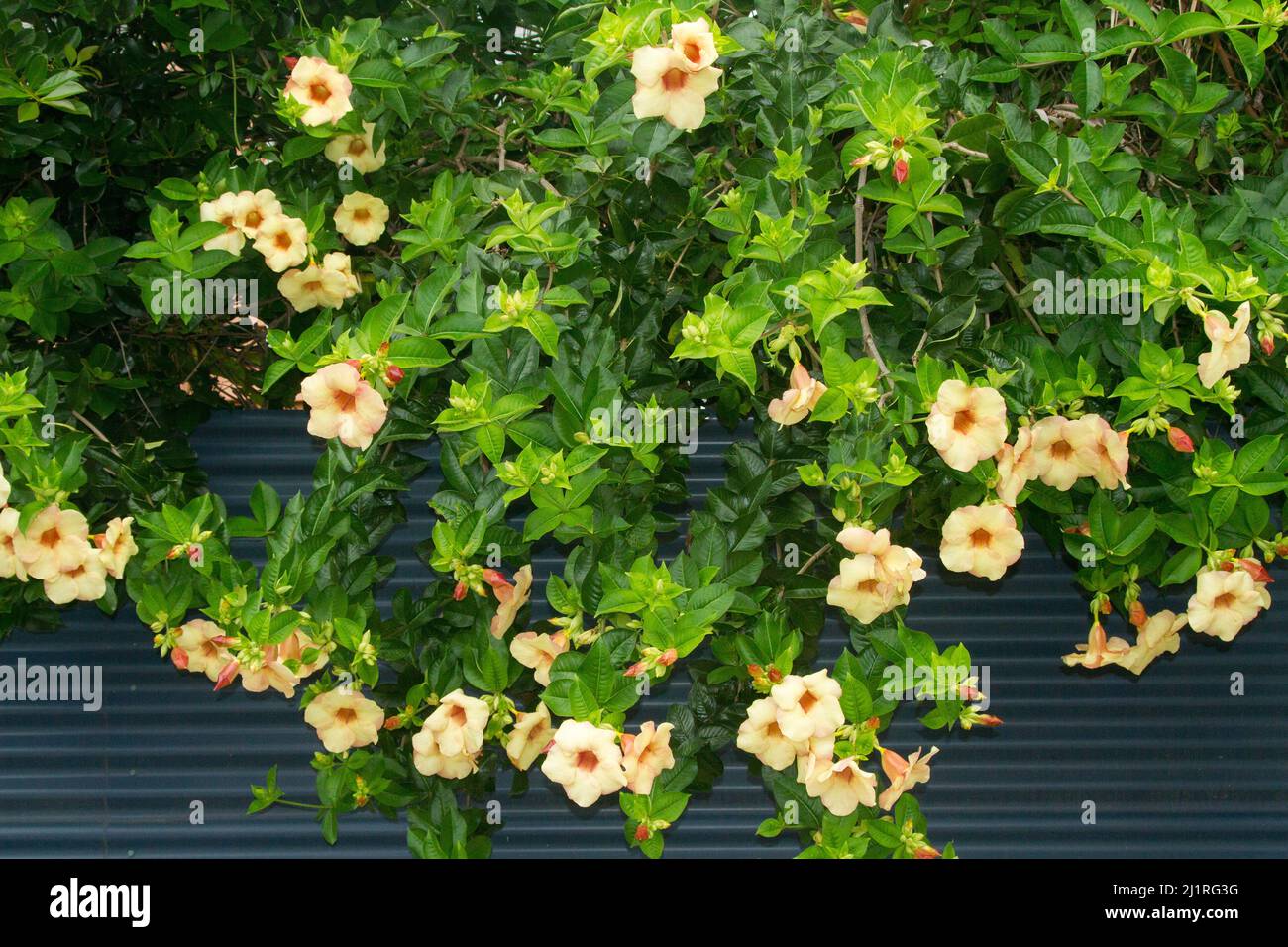 Unusual climbing plant Allamanda cathartica 'Jamaican Sunset' covered with beautiful apricot yellow flowers and bright green leaves on garden fence Stock Photo