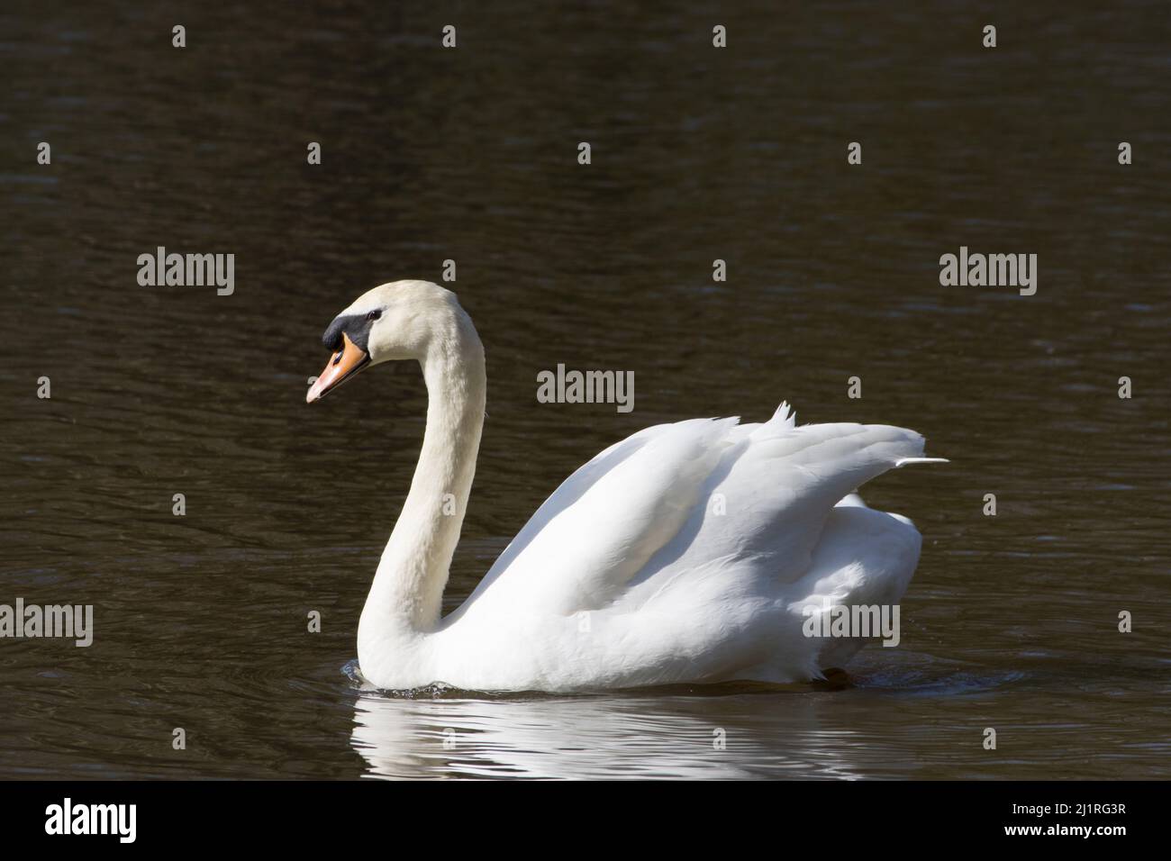 Mute Swan Cygnus Connaught Water Epping Forest Essex Stock Photo