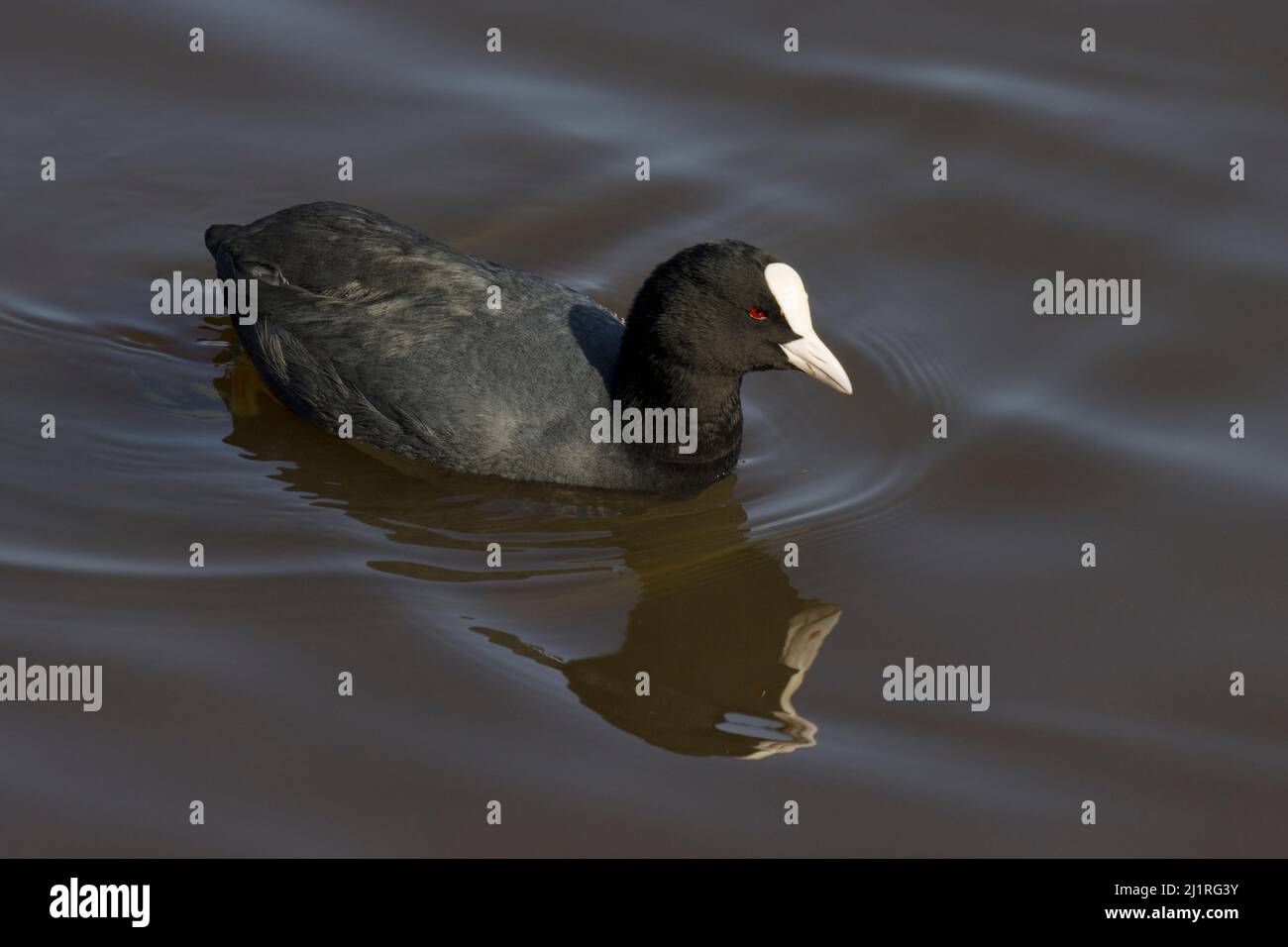 Eurasian Common Black Coot Fulica Connaught Water Epping Forest Essex Stock Photo