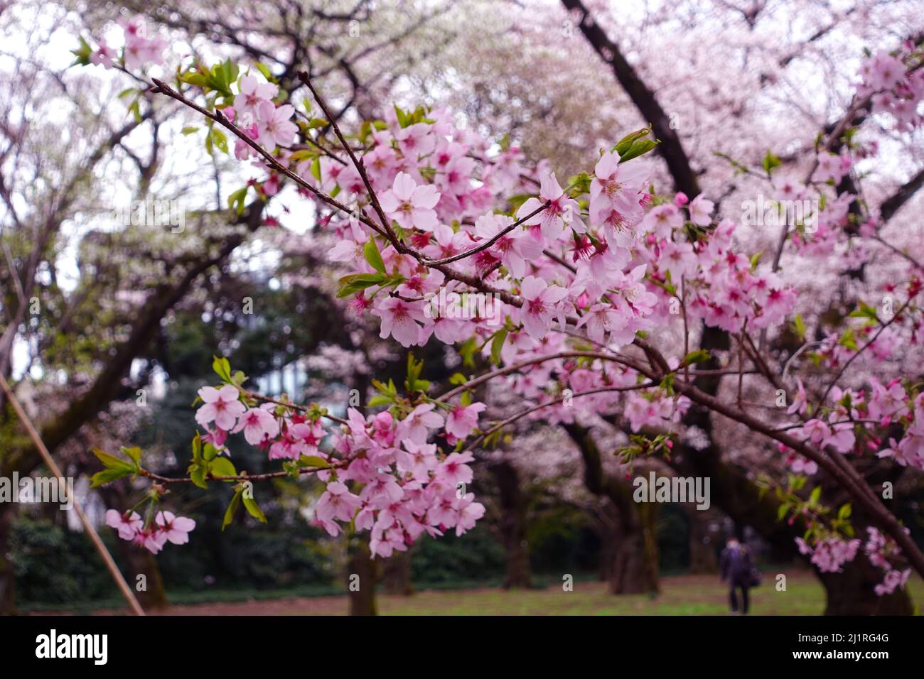Cherry blossoms that give a sense of Japanese harmony. Sakura flowers