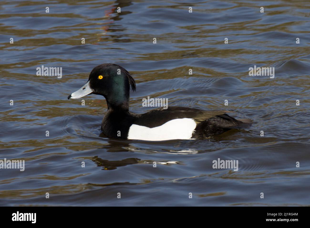 Male Tufted Duck Aythya Connaught Water Epping Forest Essex Stock Photo