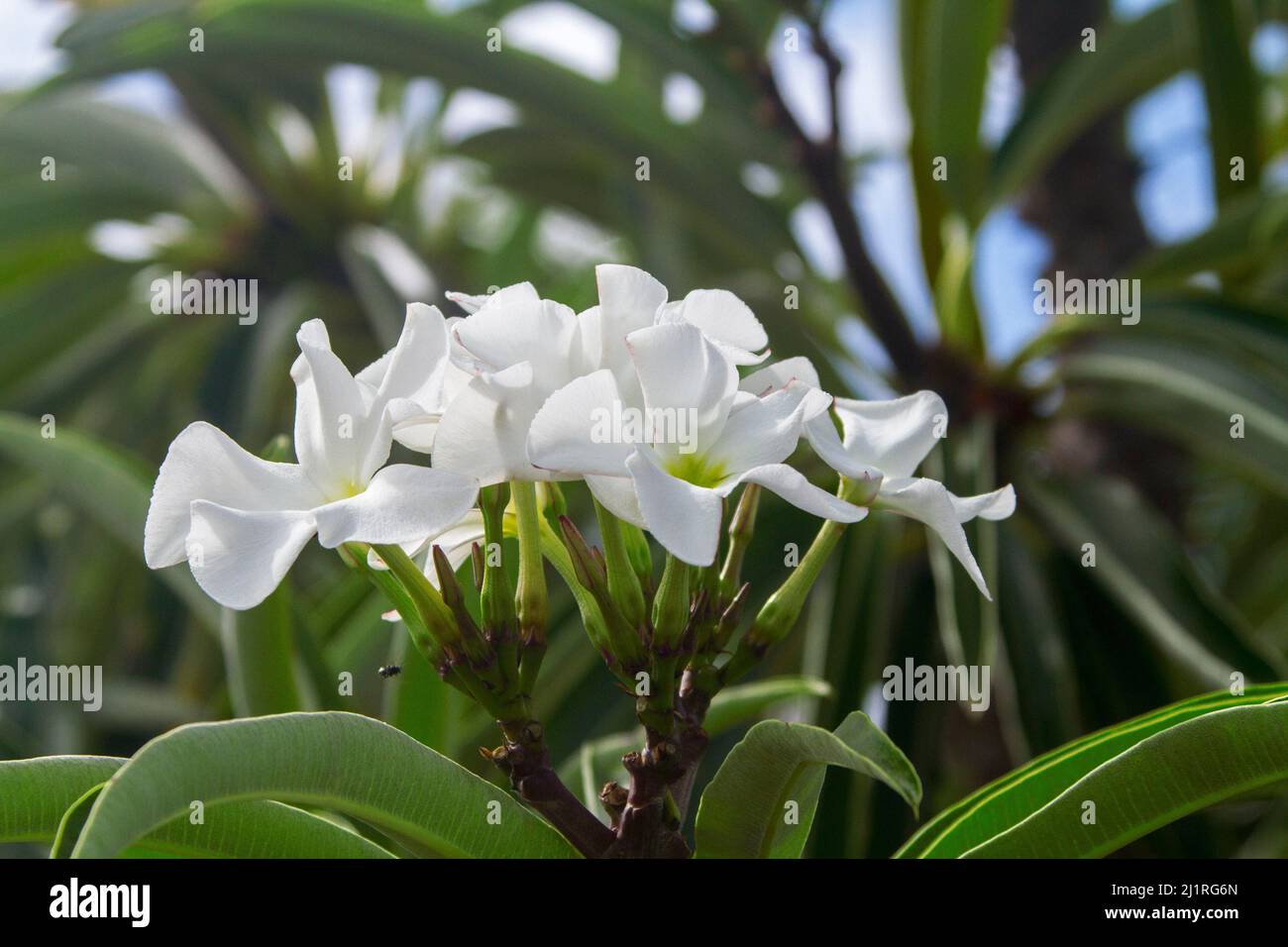 Cluster of large white flowers of Pachypodium lamerei, Madagascar palm, a drought tolerant succulent plant, against background of green leaves Stock Photo