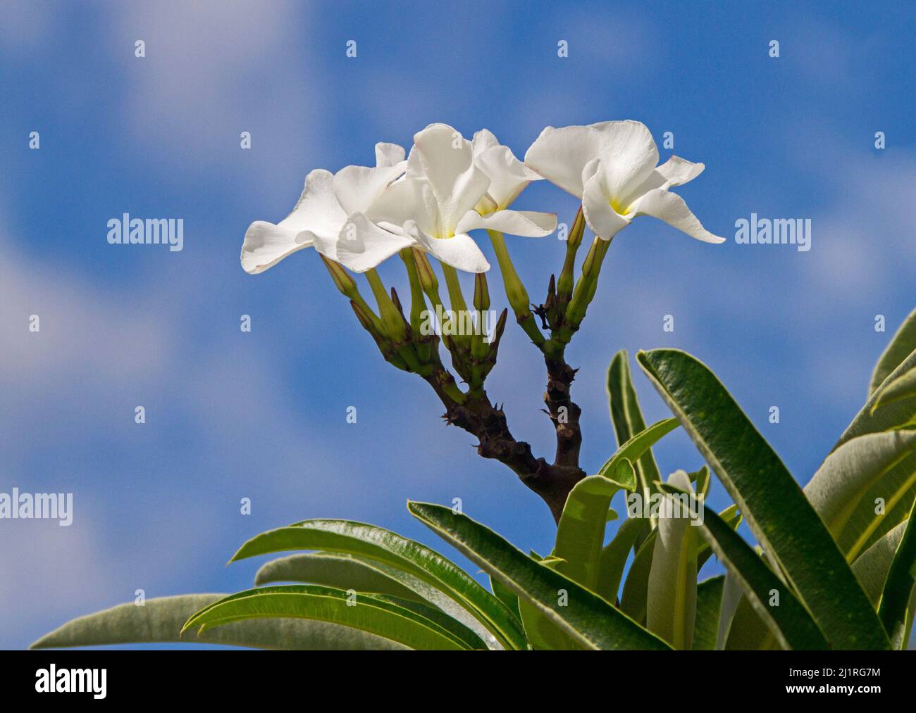 Cluster of large white flowers of Pachypodium lamerei, Madagascar palm, a drought tolerant succulent plant, against background of blue sky Stock Photo