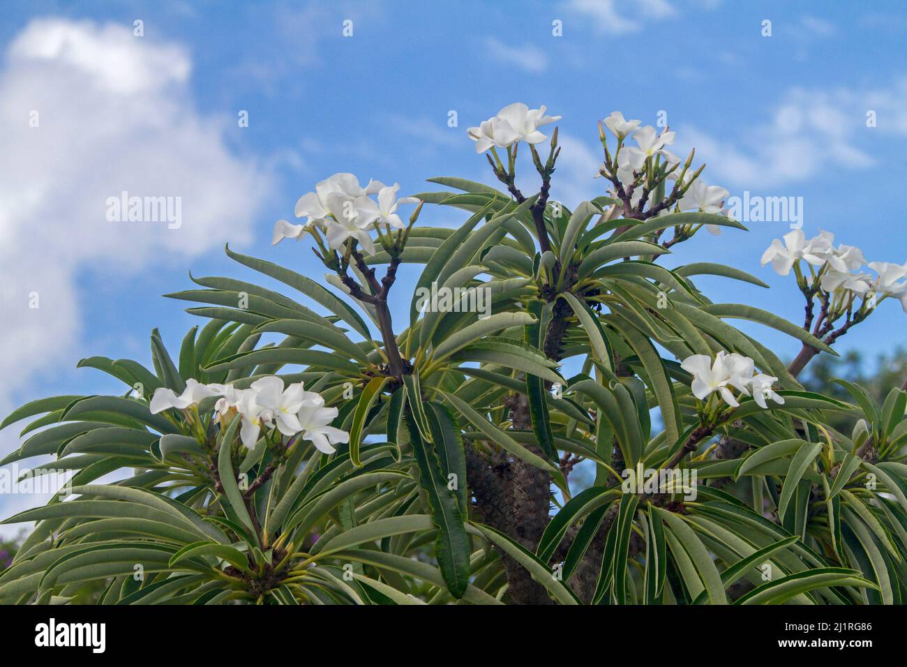Cluster of large white flowers and foliage of Pachypodium lamerei, Madagascar palm, drought tolerant succulent plant, against background of blue sky Stock Photo
