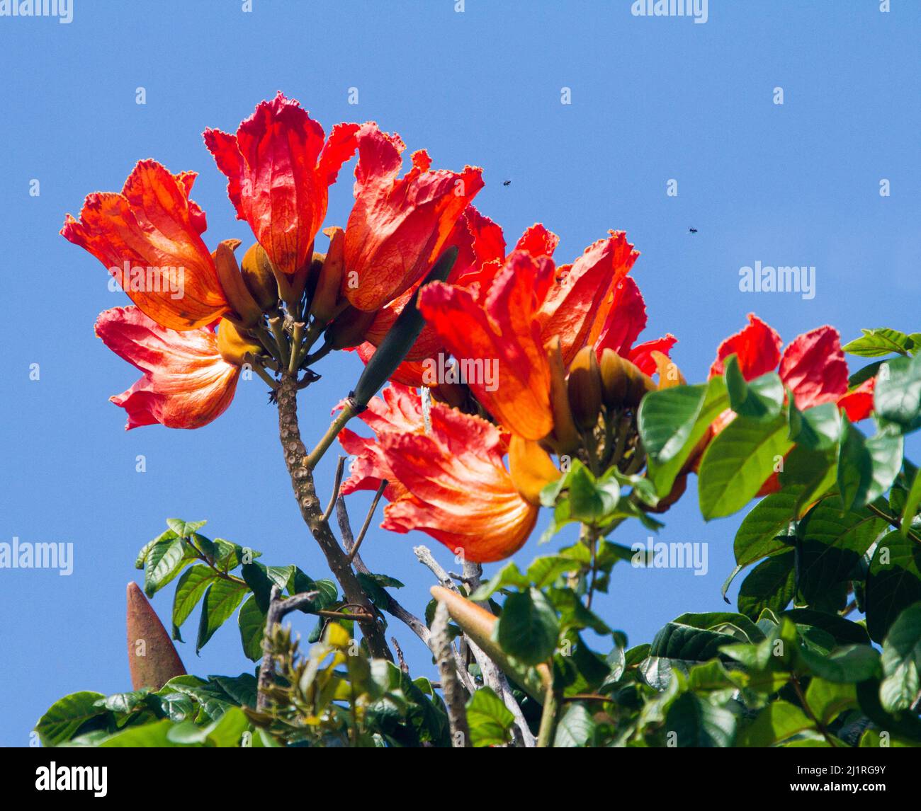 Cluster of large vivid orange / red flowers and leaves of Spathodea campanulata, African Tulip Tree against background of blue sky in Australia Stock Photo