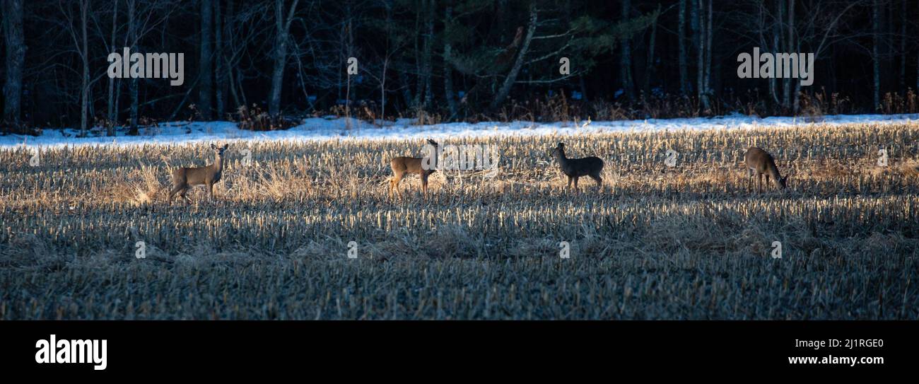 Female deer eating corn hires stock photography and images Alamy