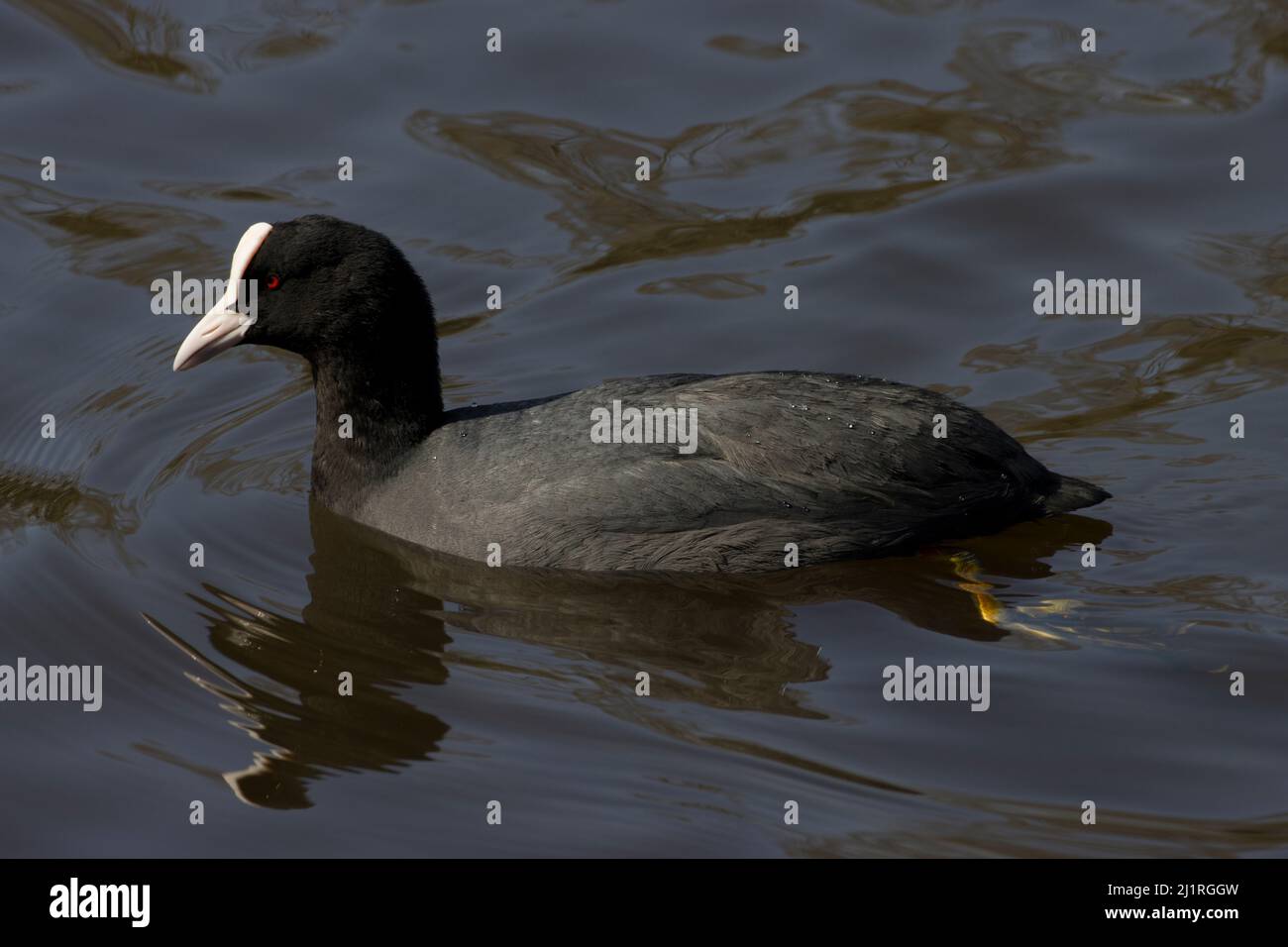 Eurasian Common Black Coot Fulica atra Stock Photo