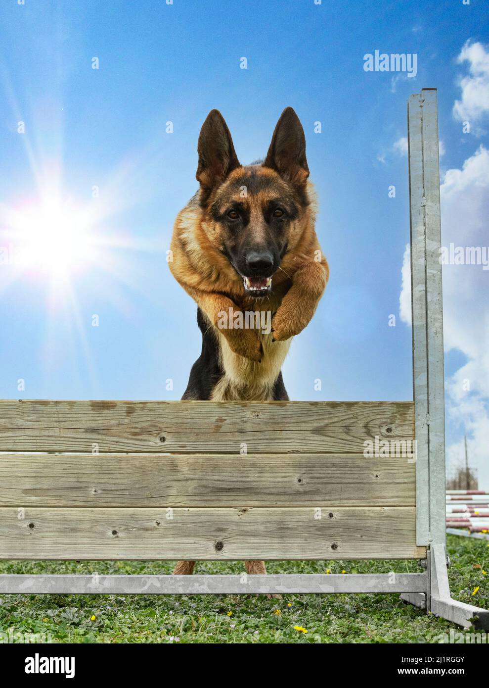 training for a german shepherd on a fence for obedience discipline