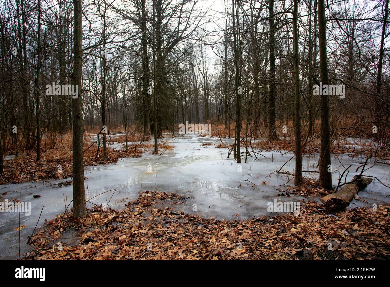 Frozen Pond in the Woods with Trees and Fallen Leaves at Ojibway Park in Windsor, Ontario Canada Stock Photo
