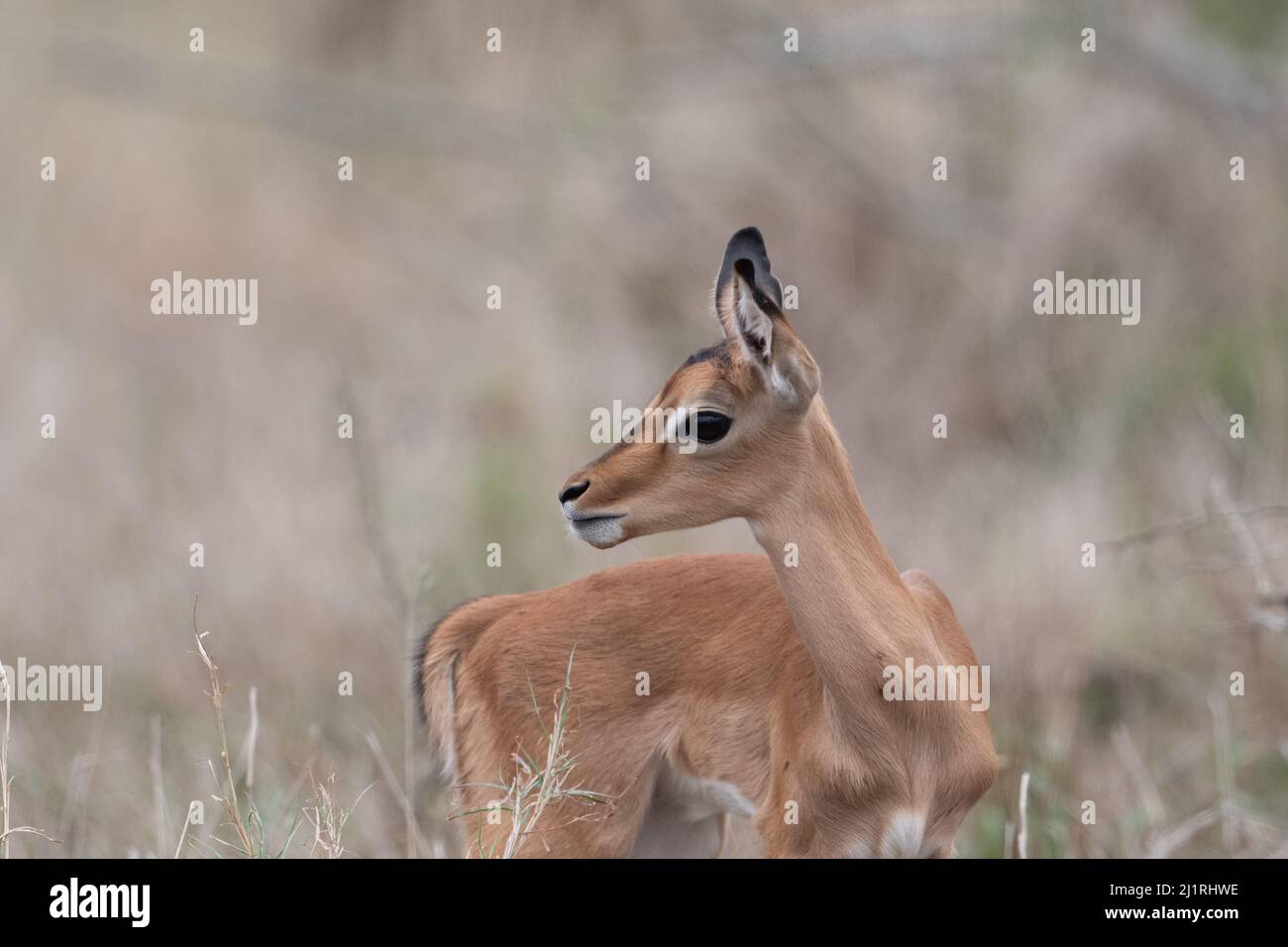 Cute baby impala hi-res stock photography and images - Alamy