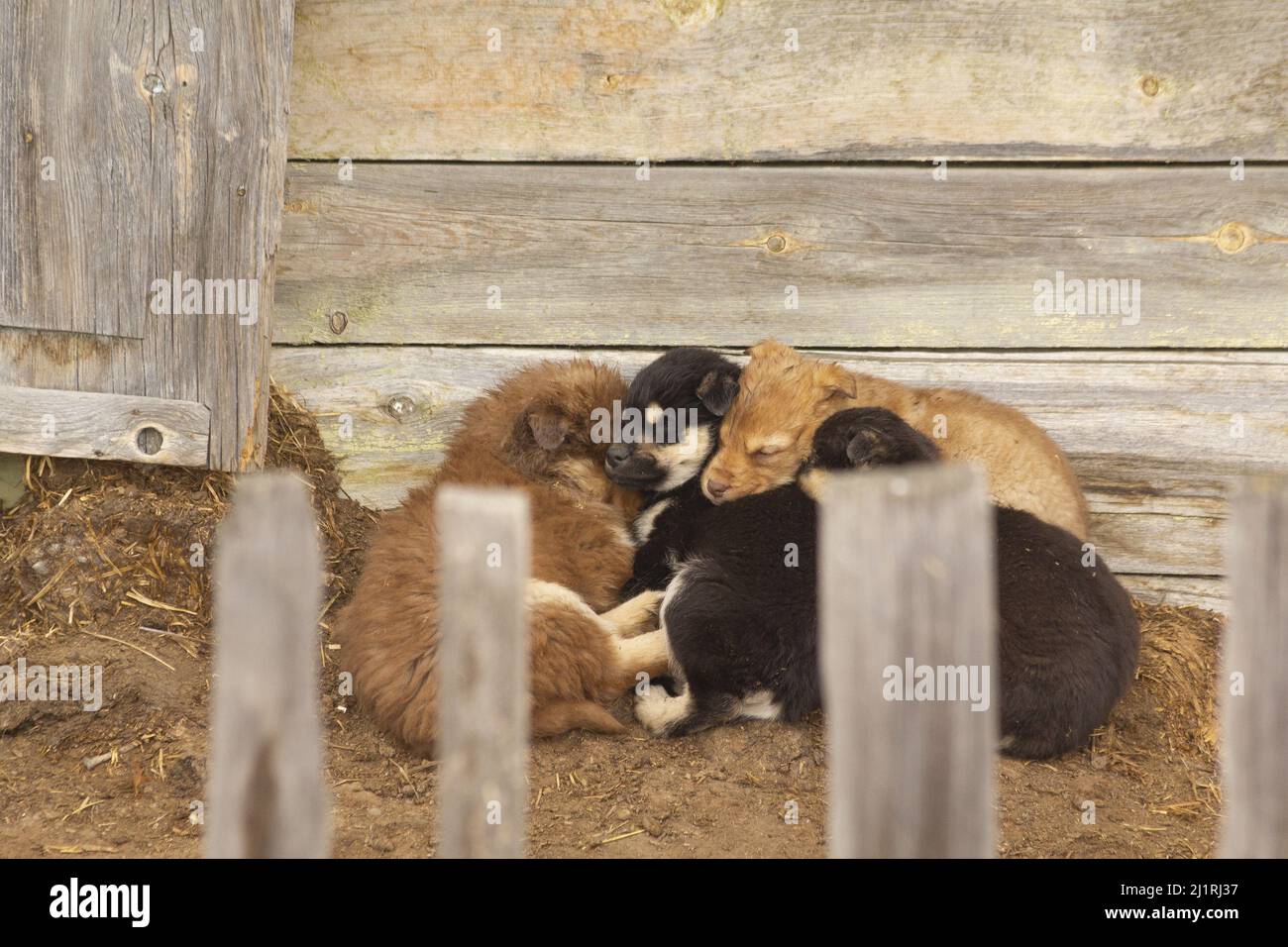 Four homeless puppies sleep on top of each other near an abandoned