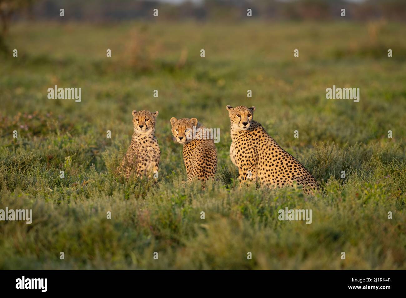 Cheetah Family, Tanzania Stock Photo