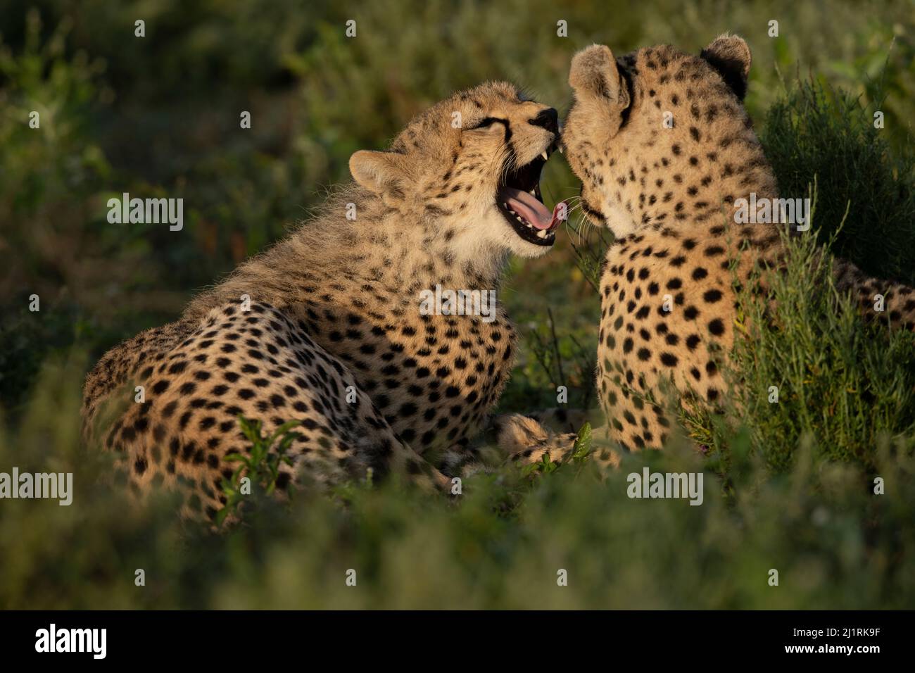 Cheetahs, Tanzania Stock Photo