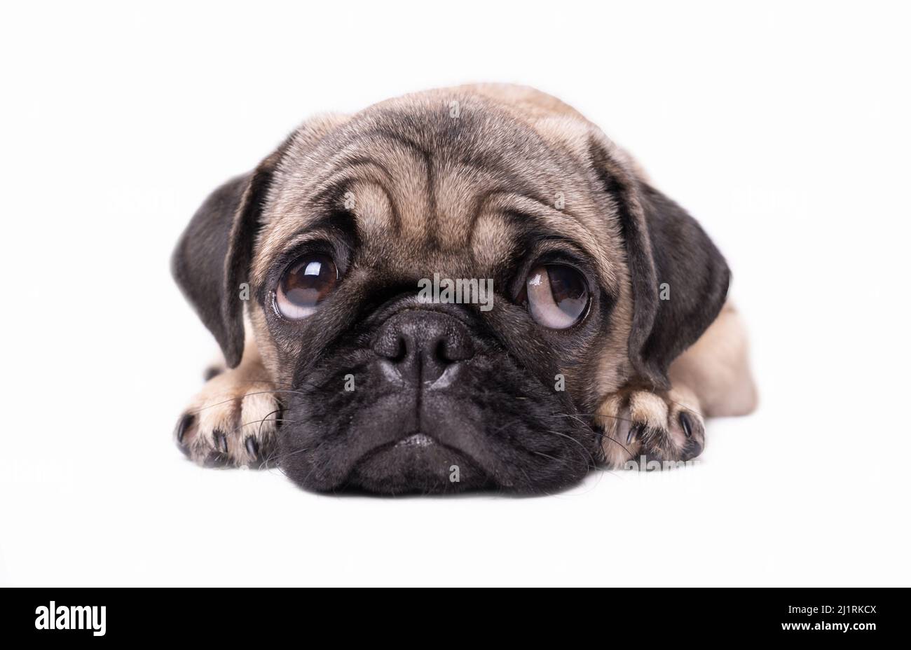pug puppy dog isolated on white background Stock Photo - Alamy
