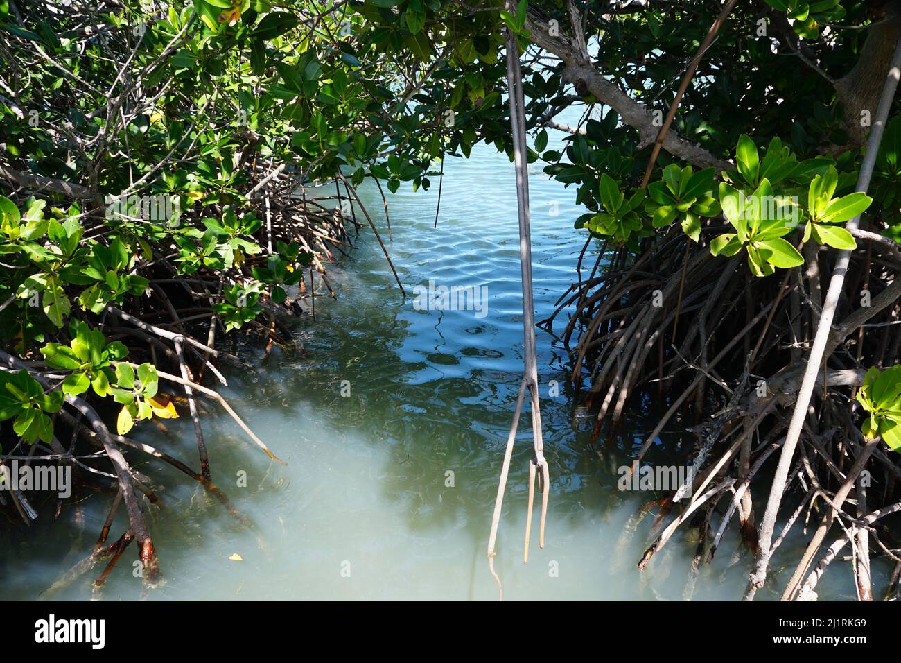 A mangrove tree with red roots by the bay near Bahia Honda State Park, Big Pine Key, Florida, U.S.A Stock Photo