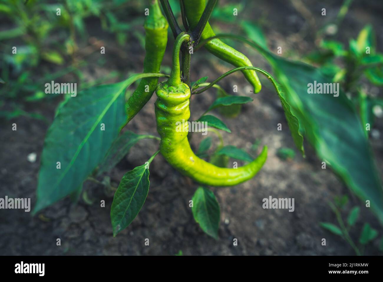 Growing peppers in field hi-res stock photography and images - Alamy