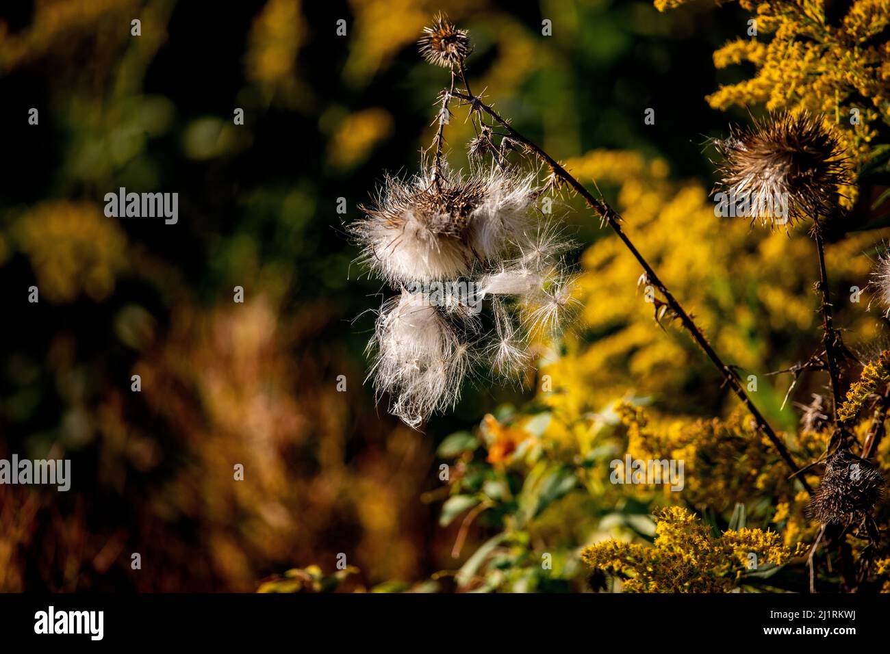 Windsor, ON Canada Fall Flowers Shedding Seed on an out of focus brown forest background Stock Photo