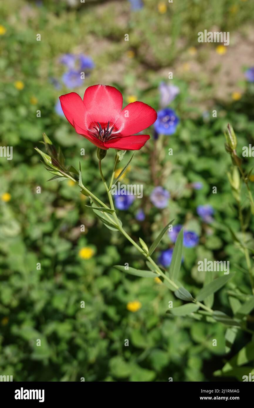 Linum grandiflorum .commonly known as flowering flax, red flax, scarlet flax, or crimson flax.Southern California wildflowers growing in a home garden Stock Photo