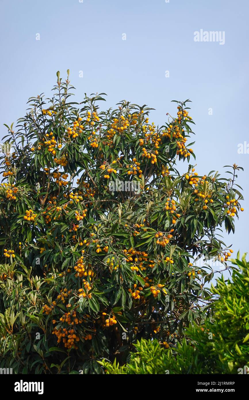 loquat fruit  tree ( Eriobotrya japonica ), also known as Japanese medlar. Growing in Southern California USA Stock Photo