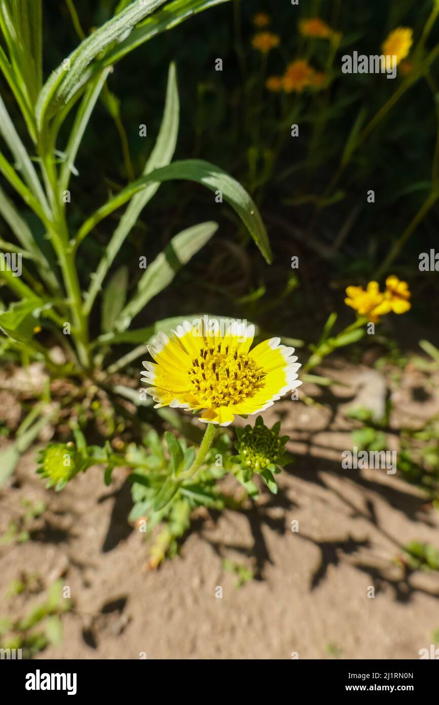 Tidy Tips Layia platyglossa hi-res stock photography and images - Alamy
