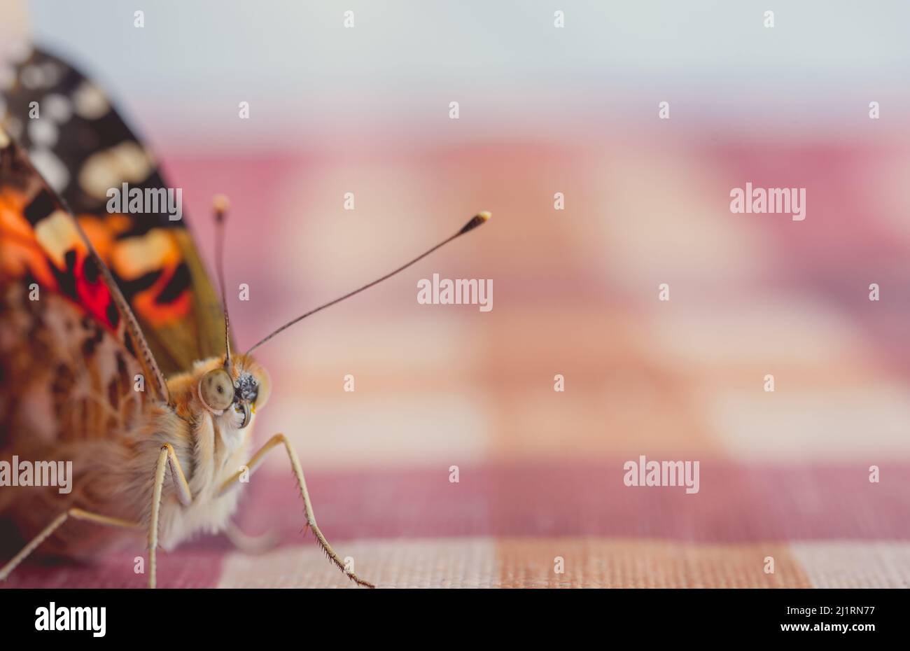 a beautiful butterfly is an insect from the Lepidoptera order Stock