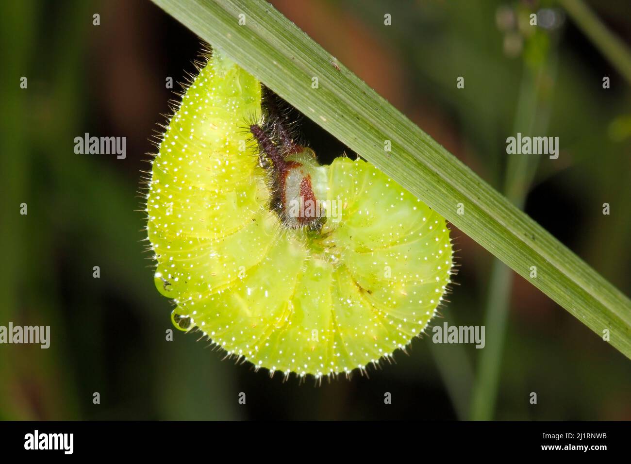 Common Evening Brown Butterfly caterpillar, Melanitis leda. Caterpillar rolling up preparing to pupate.This caterpillar feeds and pupates on grasses. Stock Photo