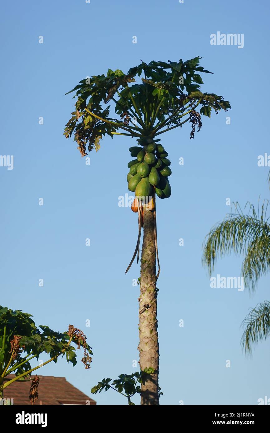 Carica papaya  commonly known as a papaya tree. Growing in Southern California ; USA Stock Photo