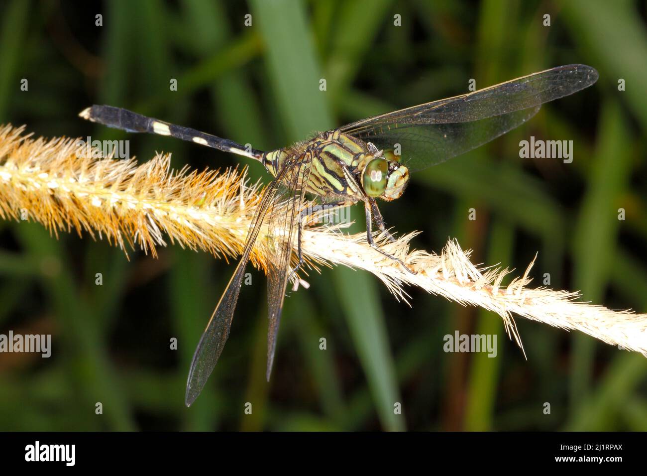 Slender Skimmer Dragonfly, Orthetrum sabina. Coffs Harbour, NSW, Australia Stock Photo