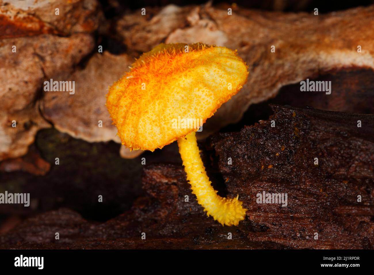Fungi, Golden-Scruffy Collybia, Cyptotrama asprata. Coffs Harbour, NSW, Australia Stock Photo
