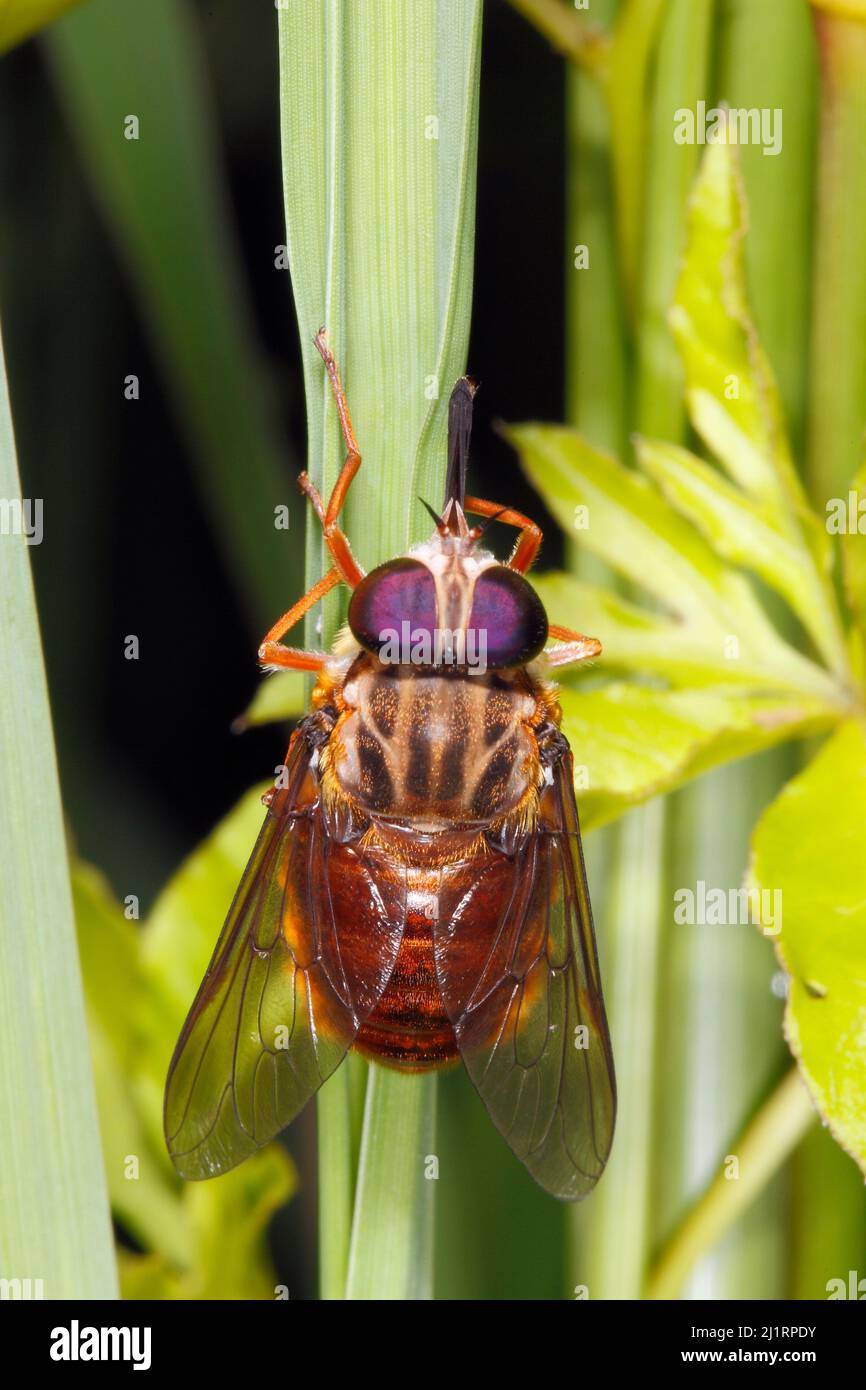 March Fly, Family Tabanidae, species unknown. Showing the proboscis