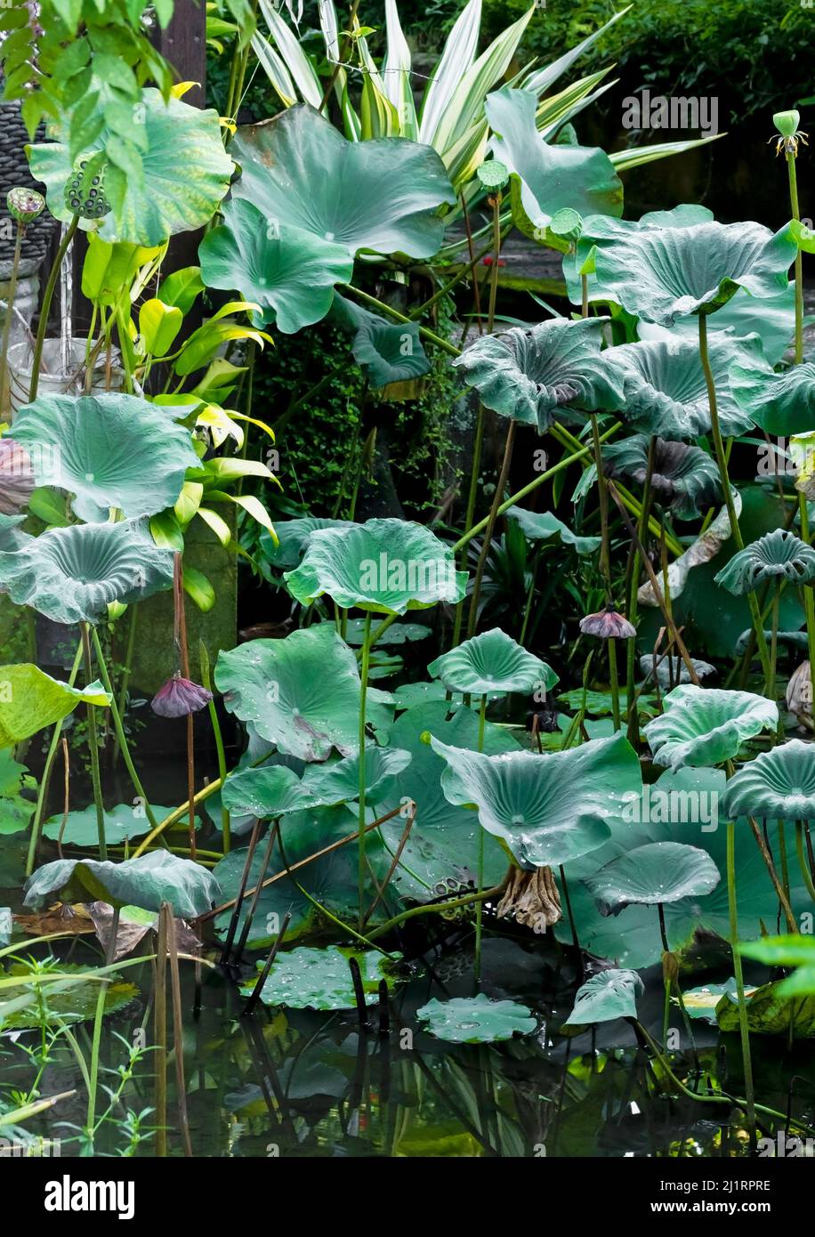 Cluster of different sizes of lotus leafs growing in pond with tropical plant background Stock Photo