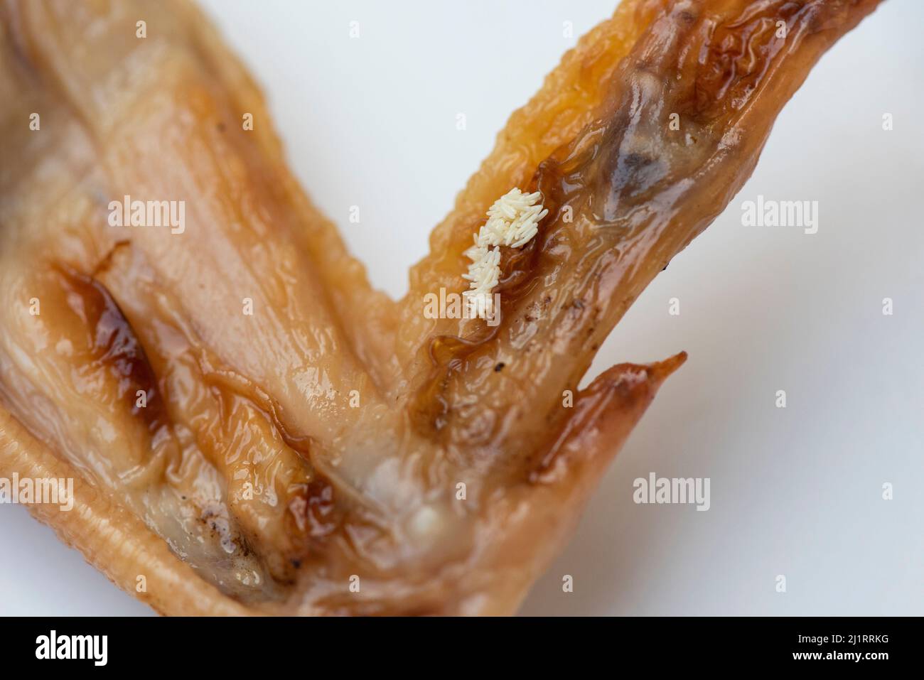 Eggs fly on food dirty food not hygienic, Flies egg house fly