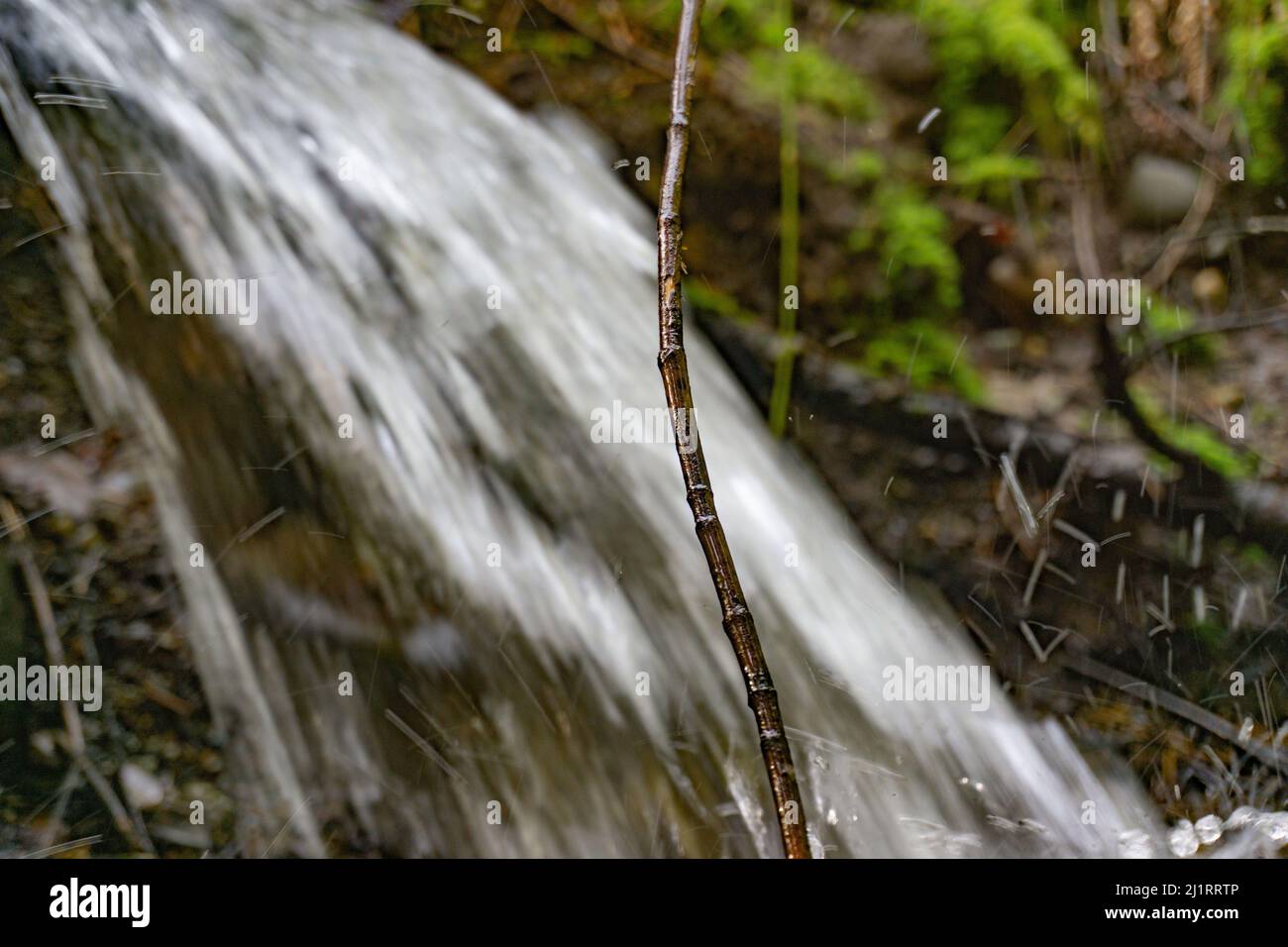 Waterfall exploding in background while focus remains on a single stick. Stock Photo